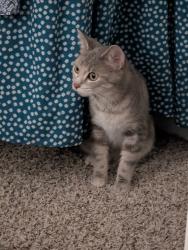 Lost Female Cat last seen St Joe and St Joe Center, Fort Wayne, IN 46835