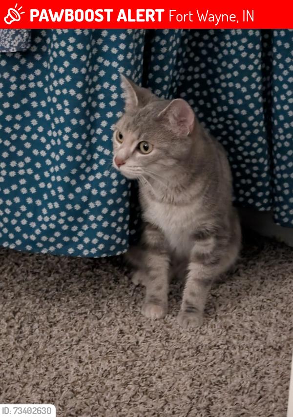 Lost Female Cat last seen St Joe and St Joe Center, Fort Wayne, IN 46835