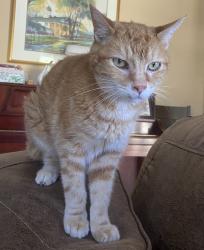 Lost Male Cat last seen Kensington Dr, Appleton, WI 54915
