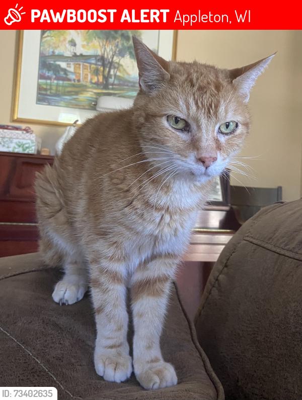 Lost Male Cat last seen Kensington Dr, Appleton, WI 54915