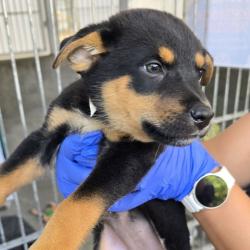 Shelter Stray Female Dog last seen , 361 S Raymond Ave, Pasadena, CA 91105, USA