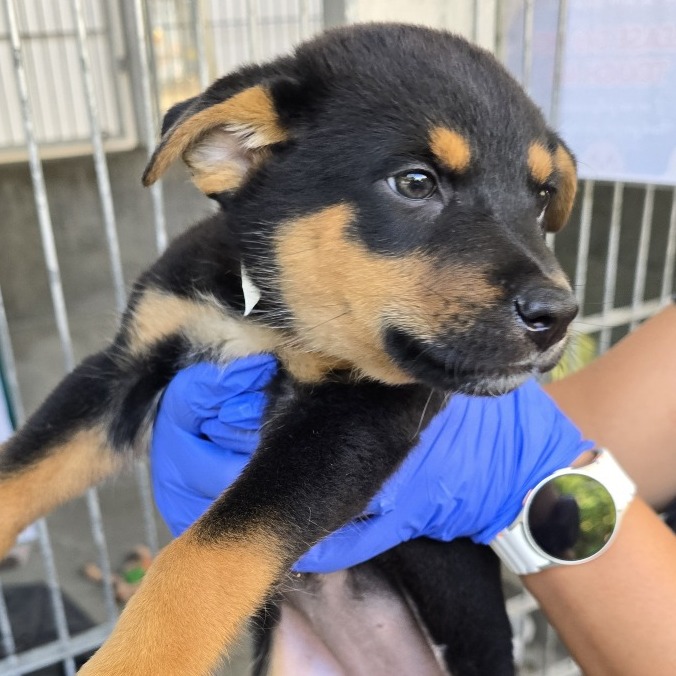 Shelter Stray Female Dog last seen , 361 S Raymond Ave, Pasadena, CA 91105, USA