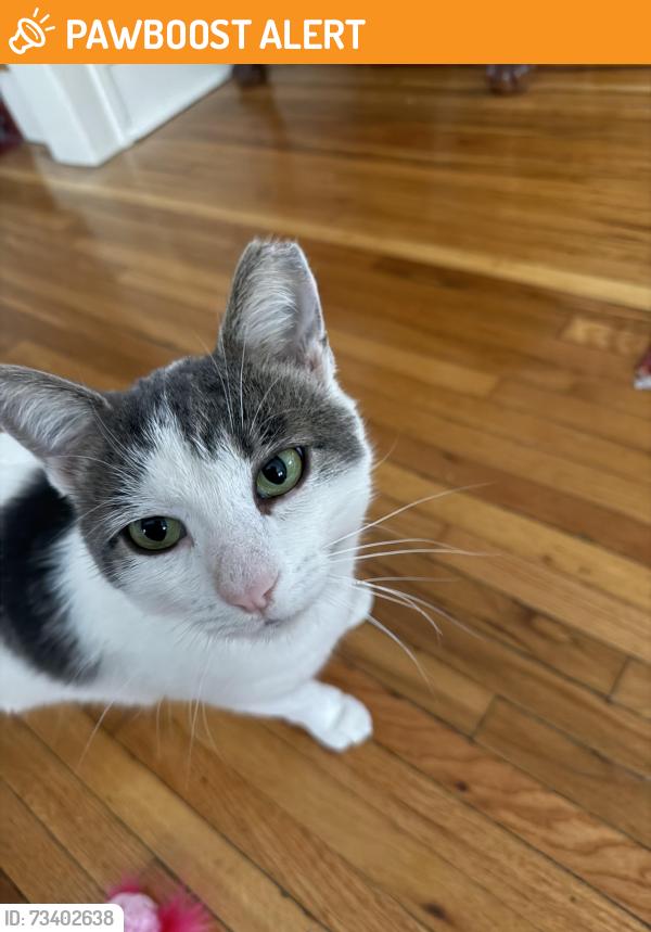Found/Stray Male Cat last seen Scarborough and Lee, Cleveland Heights, OH 44118