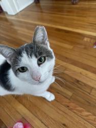 Found/Stray Male Cat last seen Scarborough and Lee, Cleveland Heights, OH 44118