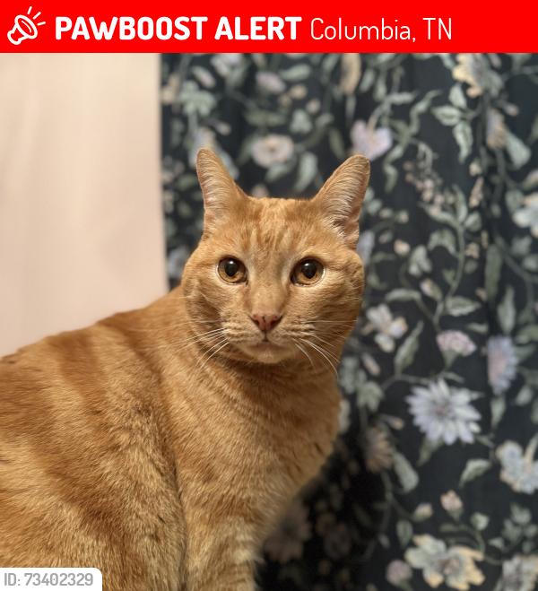 Lost Male Cat last seen Brookhaven and Carter’s Creek Pike, Columbia, TN 38401