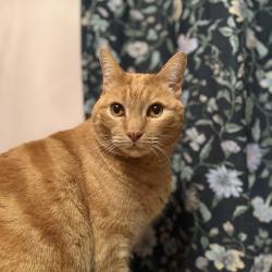Lost Male Cat last seen Brookhaven and Carter’s Creek Pike, Columbia, TN 38401