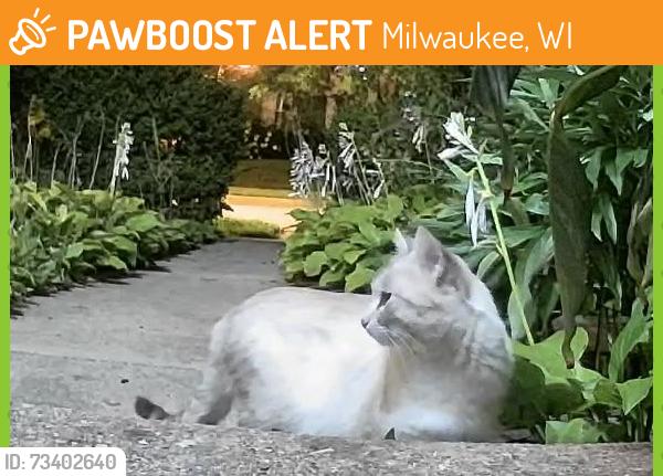 Found/Stray Unknown Cat last seen E. Morgan Ave and S. Taylor Ave, Milwaukee, WI 53207