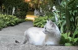 Found/Stray Unknown Cat last seen E. Morgan Ave and S. Taylor Ave, Milwaukee, WI 53207