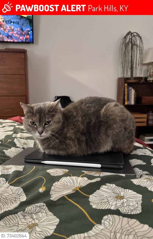 Lost Female Cat last seen Cecelia Ave and S Arlington in Park Hills, across from Reality Tuesdays, Park Hills, KY 41011