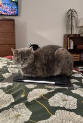 Lost Female Cat last seen Cecelia Ave and S Arlington in Park Hills, across from Reality Tuesdays, Park Hills, KY 41011