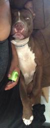 Lost Male Dog last seen Greenville pharmacy, Sioux City, IA 51105