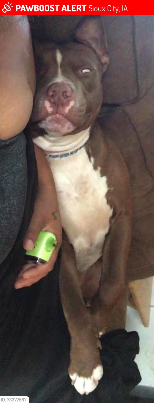 Lost Male Dog last seen Greenville pharmacy, Sioux City, IA 51105