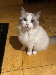 Lost Male Cat last seen by henfield lodge on brighton road, West Sussex, England BN5 9SU