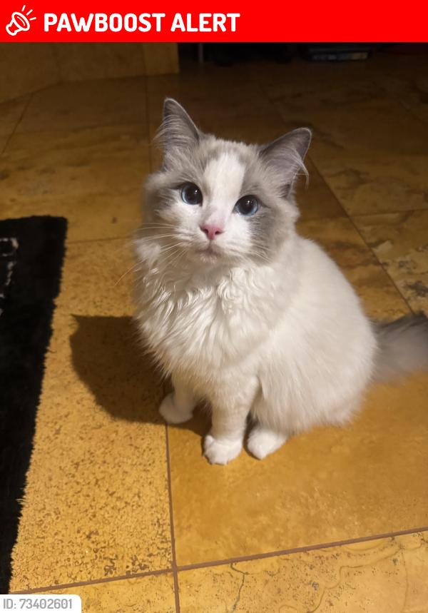 Lost Male Cat last seen by henfield lodge on brighton road, West Sussex, England BN5 9SU
