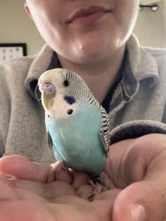 Found/Stray Unknown Bird last seen Callahan and Cherry, Bremerton, WA 98310