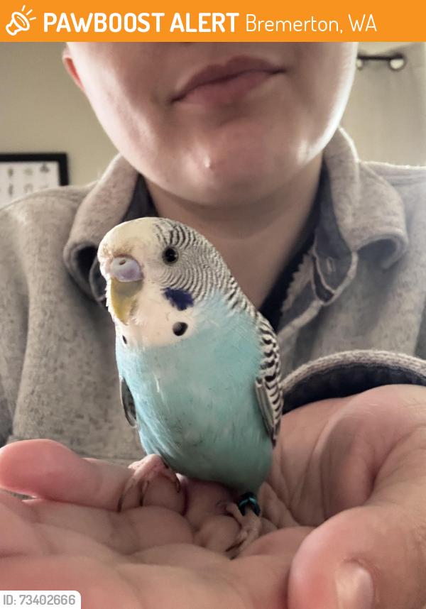 Found/Stray Unknown Bird last seen Callahan and Cherry, Bremerton, WA 98310