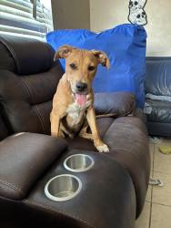 Found/Stray Male Dog last seen Spring Glen and Kennerly, Jacksonville, FL 32207