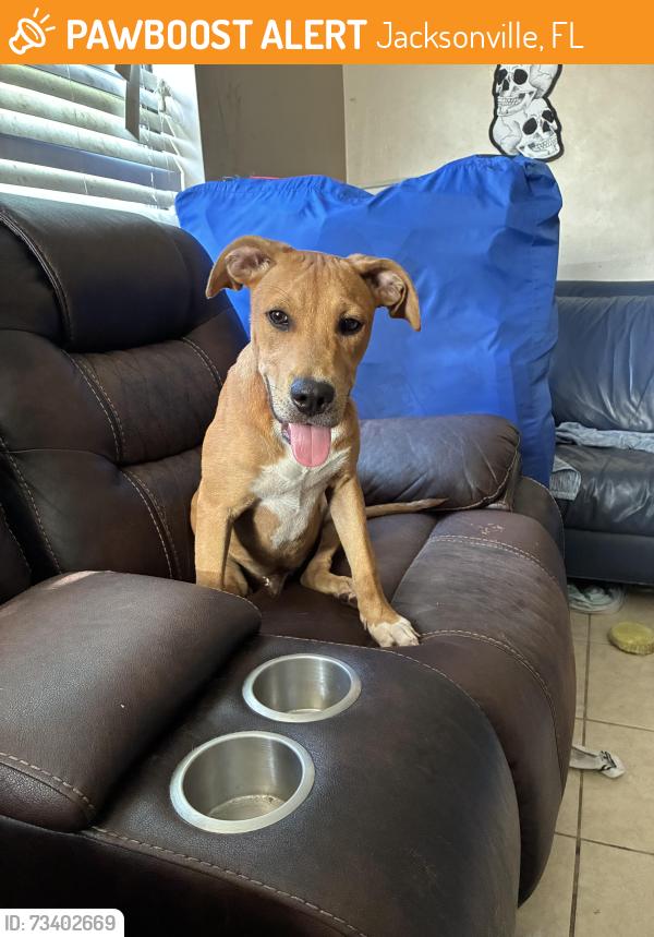 Found/Stray Male Dog last seen Spring Glen and Kennerly, Jacksonville, FL 32207