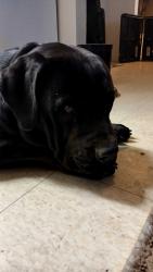 Found/Stray Male Dog last seen Roy Roger's and 15 fwy Victorville, I-15,  84015