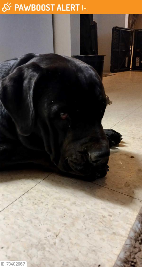 Found/Stray Male Dog last seen Roy Roger's and 15 fwy Victorville, I-15,  84015