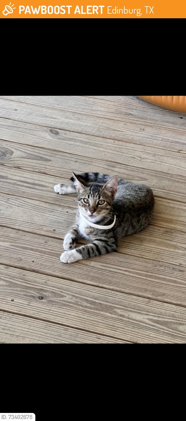 Found/Stray Unknown Cat last seen University, Edinburg, TX 78539