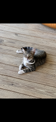 Found/Stray Unknown Cat last seen University, Edinburg, TX 78539