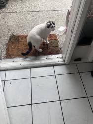 Reunited Unknown Cat last seen Hollenbeck Sheraton, Sunnyvale, CA 94087