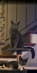Lost Male Cat last seen Alcorn Central School, Glen, MS 38846