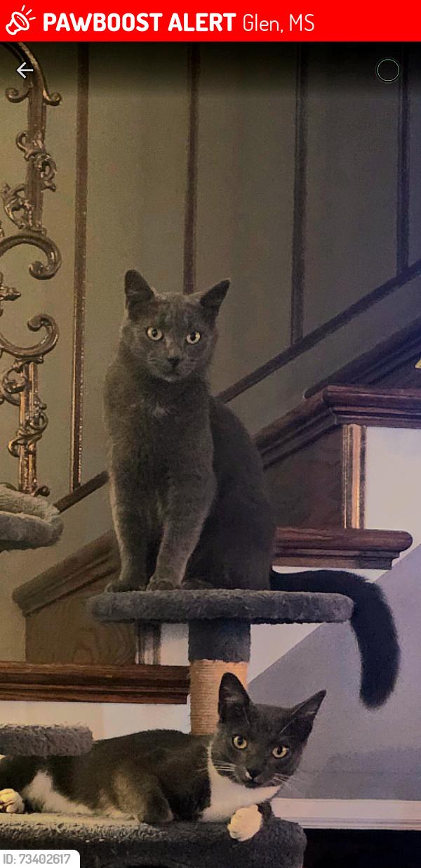 Lost Male Cat last seen Alcorn Central School, Glen, MS 38846