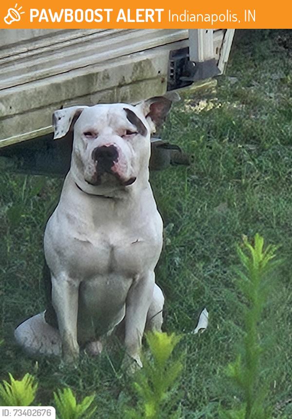 Found/Stray Male Dog last seen Between 10th and 16th street, Indianapolis, IN 46219