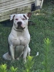 Found/Stray Male Dog last seen Between 10th and 16th street, Indianapolis, IN 46219