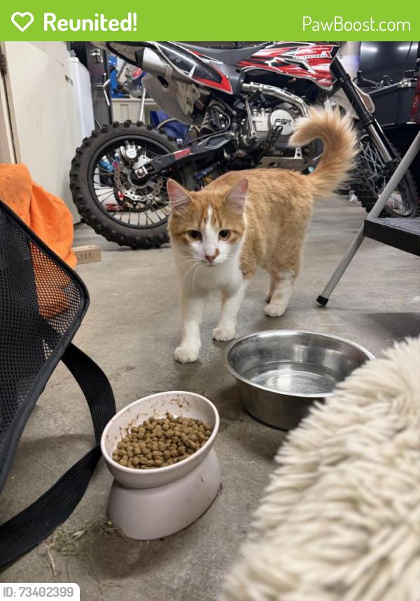 Reunited Unknown Cat last seen 84th ST and HWY 9, Lake Stevens, WA 98258