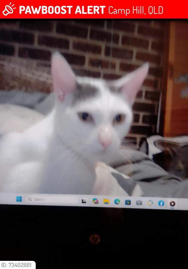 Lost Female Cat last seen Pampling, Camp Hill, QLD 4152