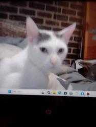 Lost Female Cat last seen Pampling, Camp Hill, QLD 4152