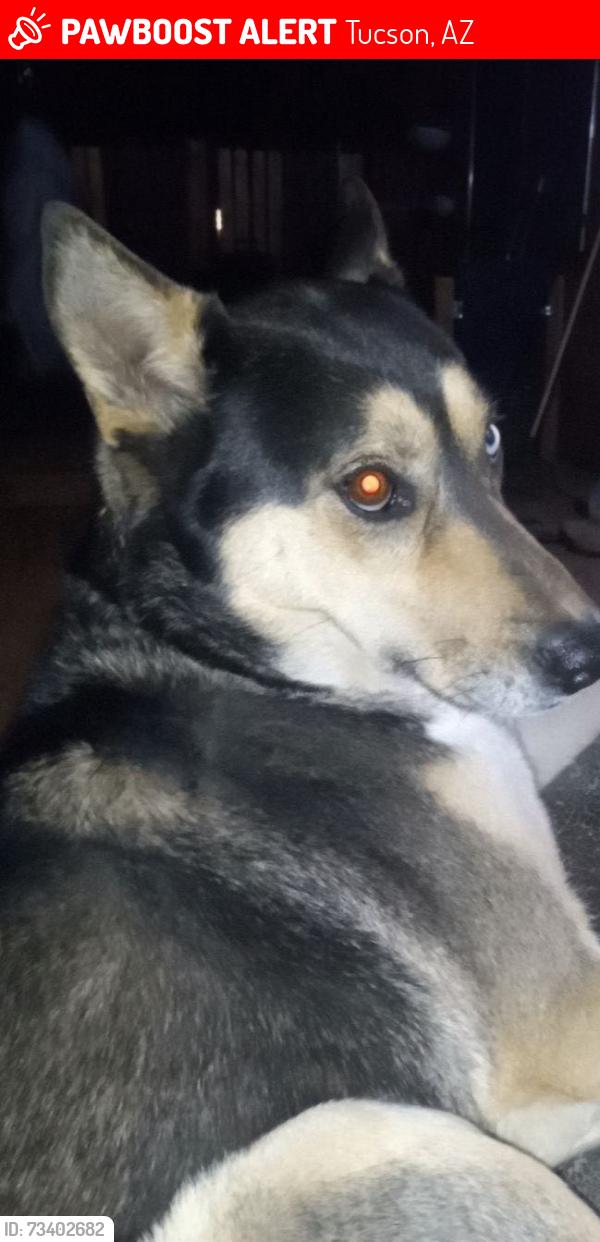 Lost Female Dog last seen Near e blacklidge dr, Tucson, AZ 85716