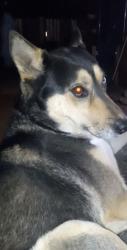 Lost Female Dog last seen Near e blacklidge dr, Tucson, AZ 85716