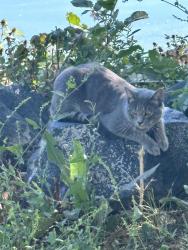 Found/Stray Unknown Cat last seen Broadway & Highline Cir, Centennial, CO 80121