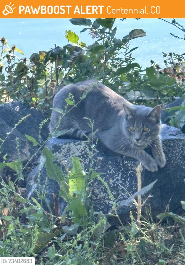 Found/Stray Unknown Cat last seen Broadway & Highline Cir, Centennial, CO 80121