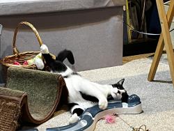 Reunited Male Cat last seen Lagond and Jeffrey Lane, Easton, PA 18045