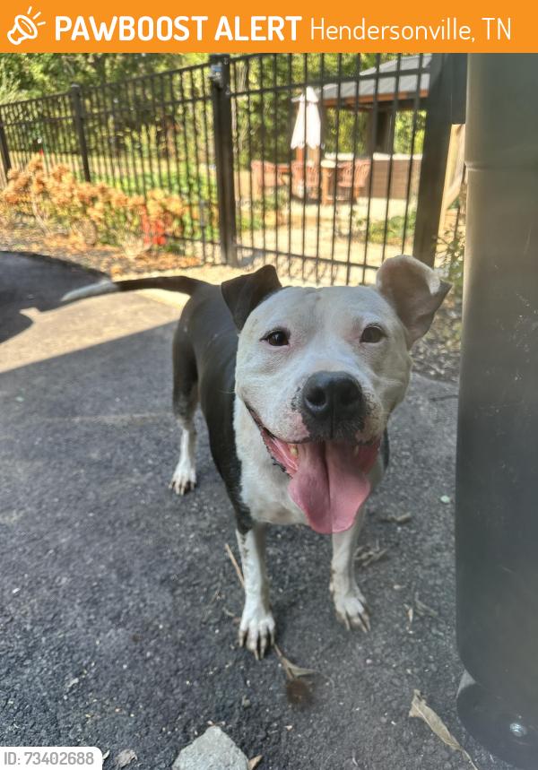 Found/Stray Male Dog last seen Lakeside park dr & Neverbreak, Hendersonville, TN 37075