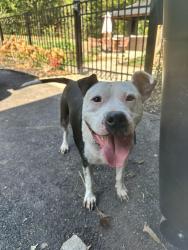 Found/Stray Male Dog last seen Lakeside park dr & Neverbreak, Hendersonville, TN 37075