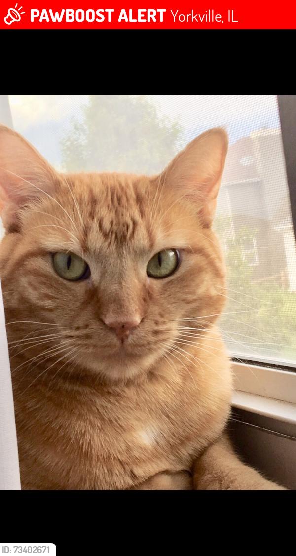 Lost Male Cat last seen Alan Dale Ln & Denise Ct, Yorkville, IL 60560
