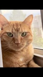 Lost Male Cat last seen Alan Dale Ln & Denise Ct, Yorkville, IL 60560