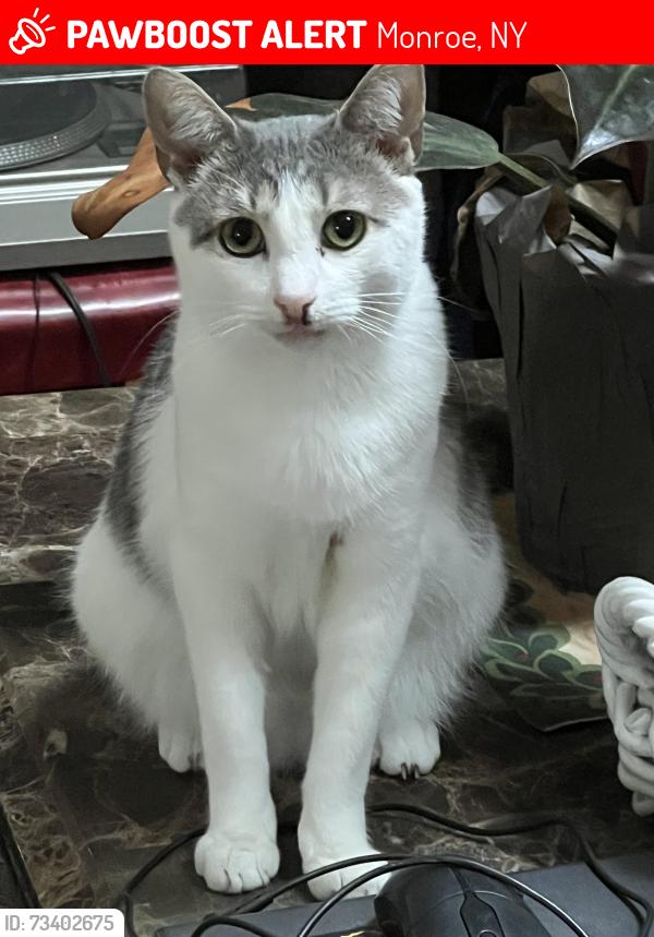 Lost Male Cat last seen Between sunfish lane and laroe rd, Monroe, NY 10950