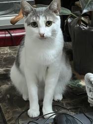 Lost Male Cat last seen Between sunfish lane and laroe rd, Monroe, NY 10950