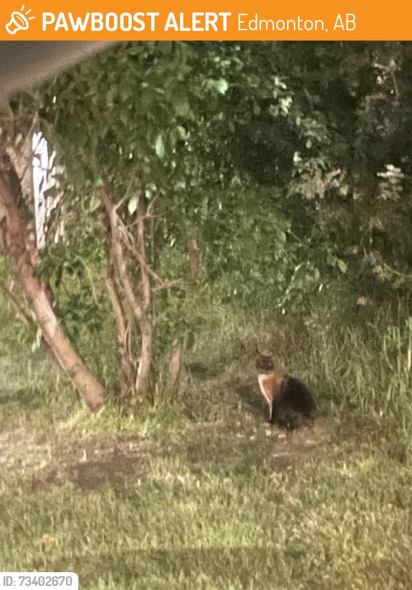 Found/Stray Unknown Cat last seen Bellamy Hill and 97 ave, Edmonton, AB 