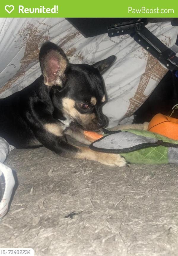 Reunited Male Dog last seen Sunnyside ave and Olive street, Piedmont Ca, 94611, Piedmont, CA 94610