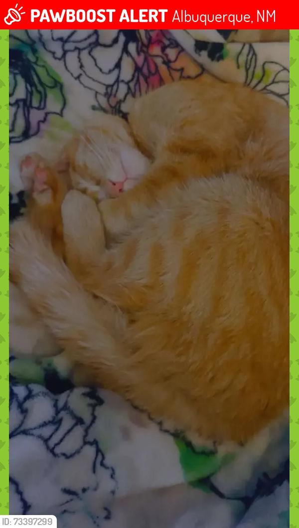 Lost Male Cat last seen Wyoming and Susan, Albuquerque, NM 87123