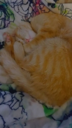 Lost Male Cat last seen Wyoming and Susan, Albuquerque, NM 87123