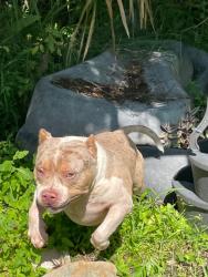 Lost Male Dog last seen Near golf course Ventura Country Club, Orlando, FL 32822